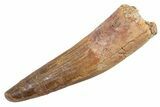 Fossil Spinosaurus Tooth - Real Dinosaur Tooth #345932-1